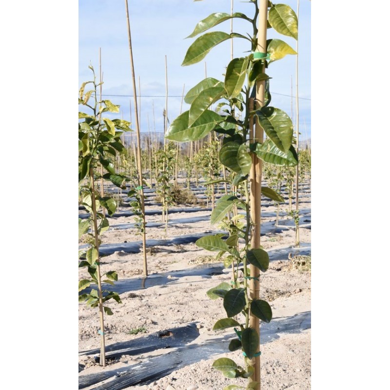 FAURA - Tutor Bambu Ø10-12 105CM 4UN