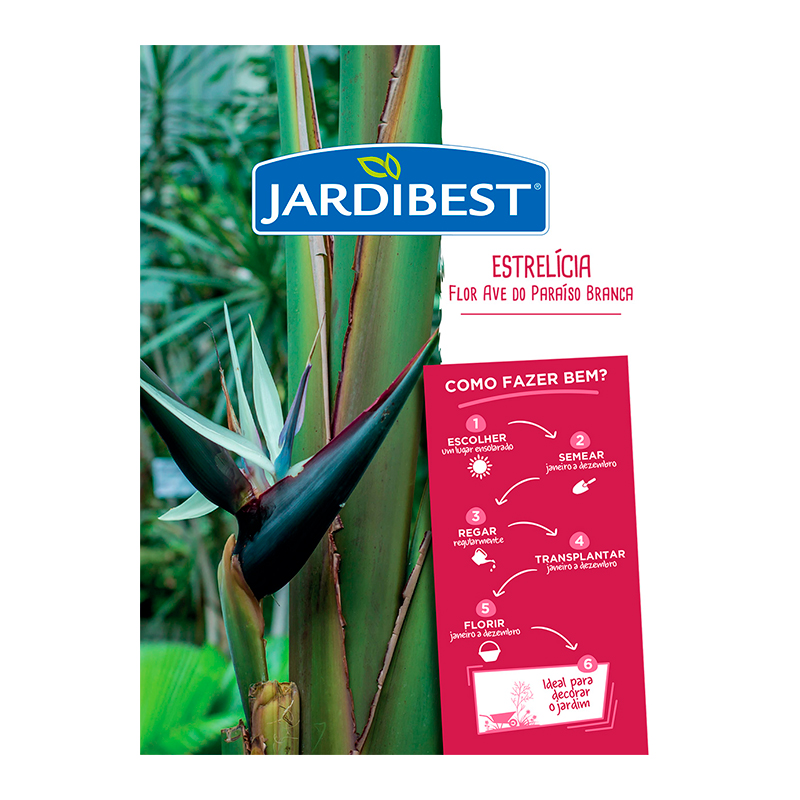JARDIBEST - Semente Estrelícia Flor Ave Br