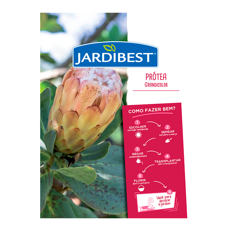 JARDIBEST - Semente Protea Grandicolor