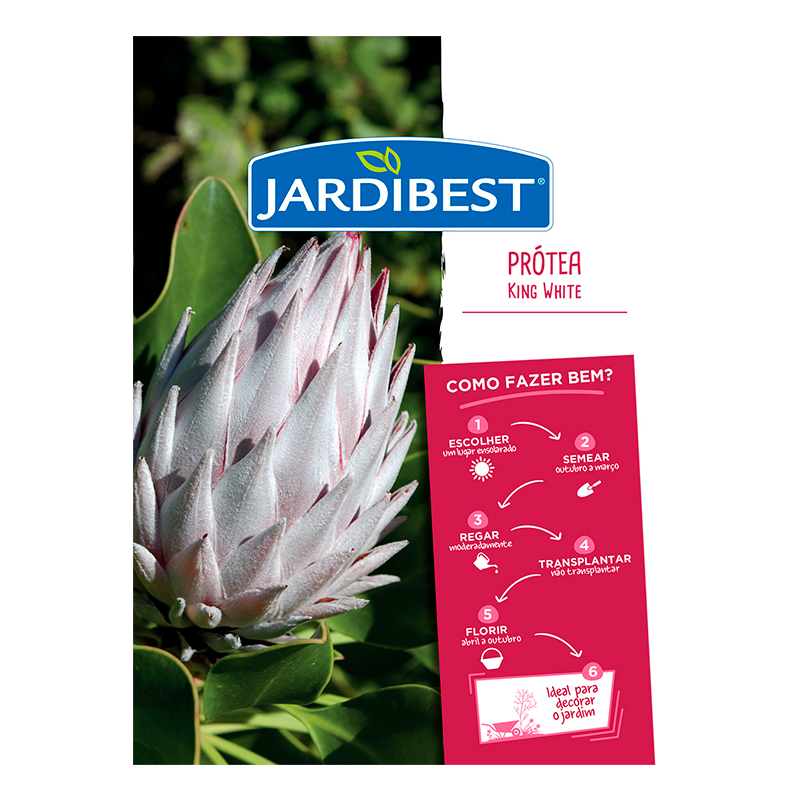 JARDIBEST - Semente Protea King White