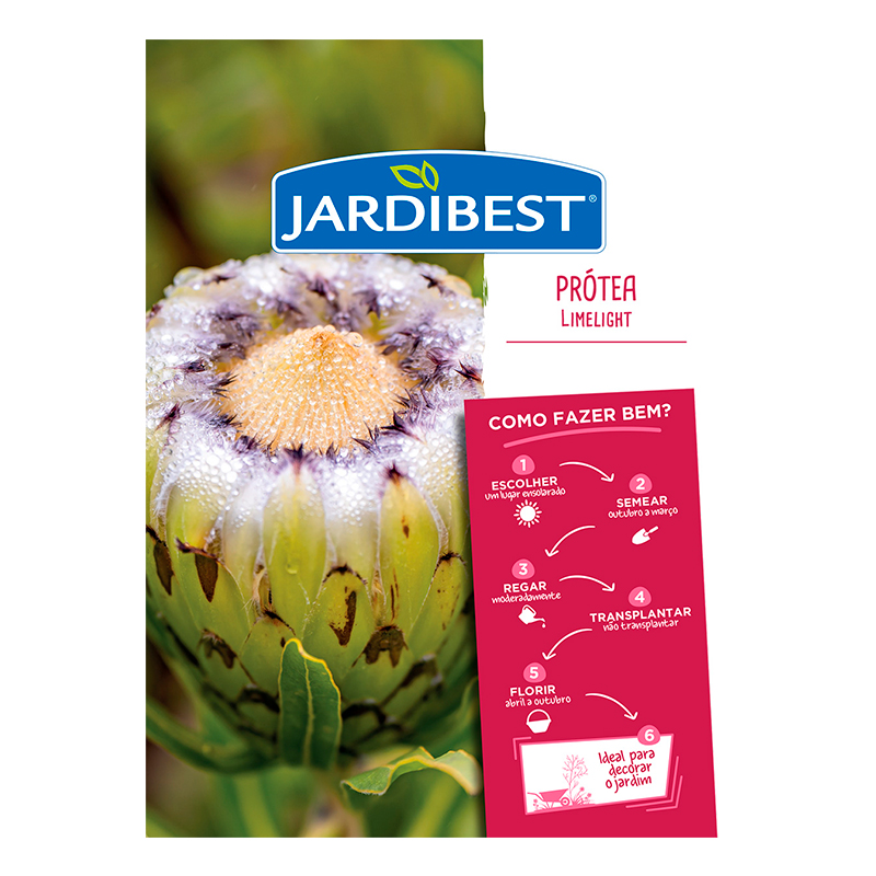 JARDIBEST - Semente Protea Limelight