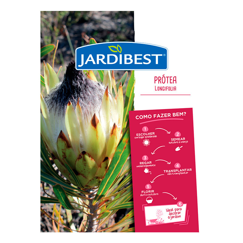 JARDIBEST - Semente Protea Longifolia