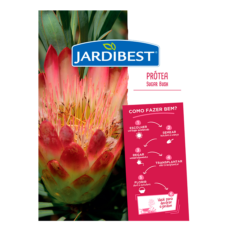 JARDIBEST - Semente Protea Sugar Bush