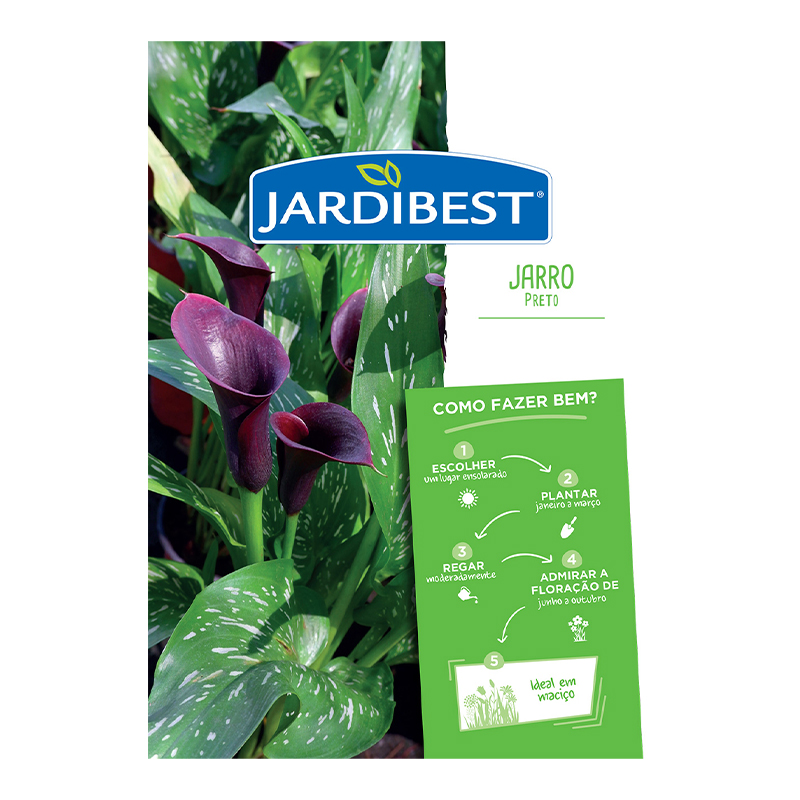JARDIBEST - Bolbo Jarro Preto