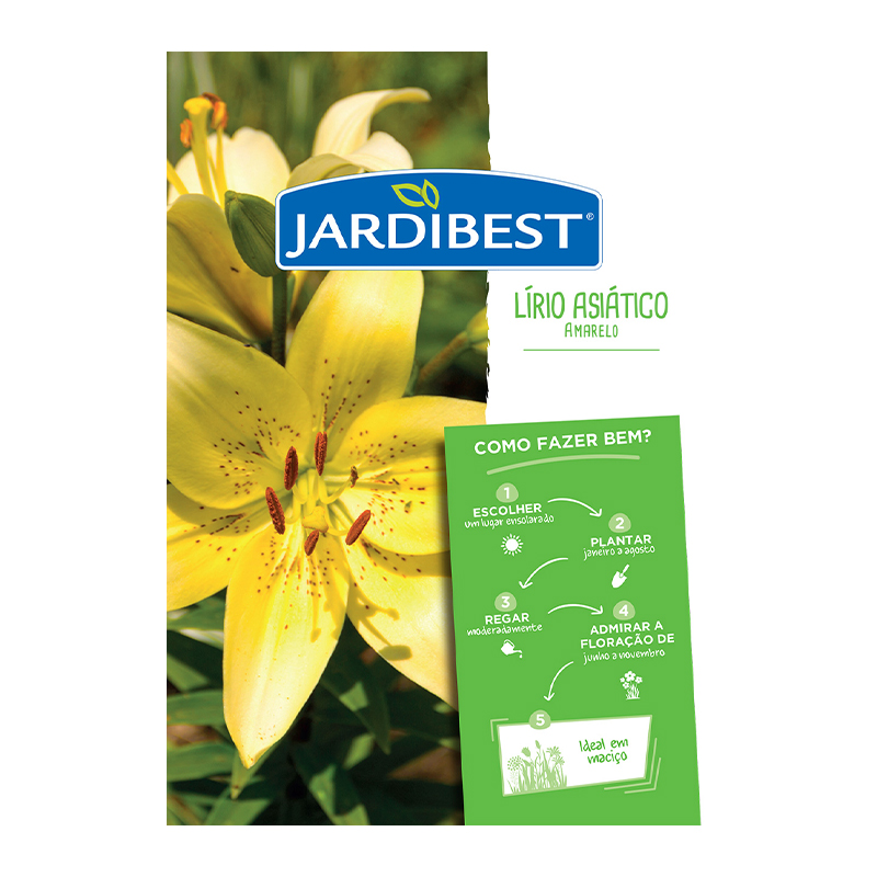 JARDIBEST - Bolbo Lírio-Asiático Amarelo