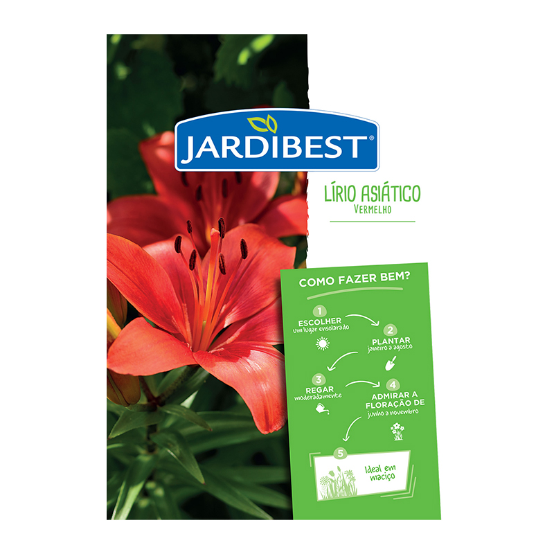 JARDIBEST - Bolbo Lírio-Asiático Vermelho
