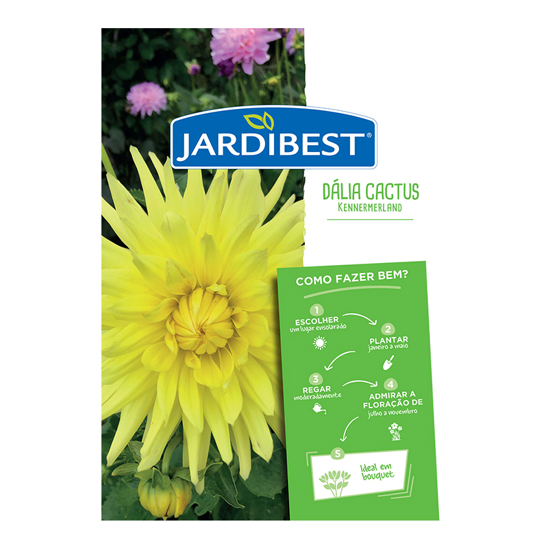 JARDIBEST - Bolbo Dália Cactus Kennermerland
