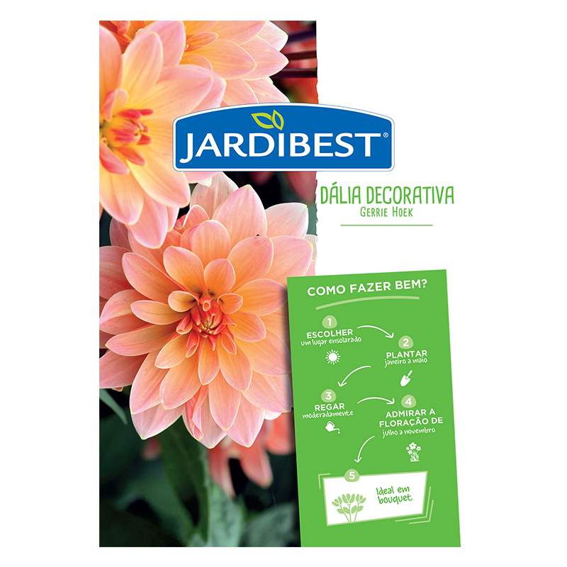 JARDIBEST - Bolbo Dália Decorativa Gerrie Hoek