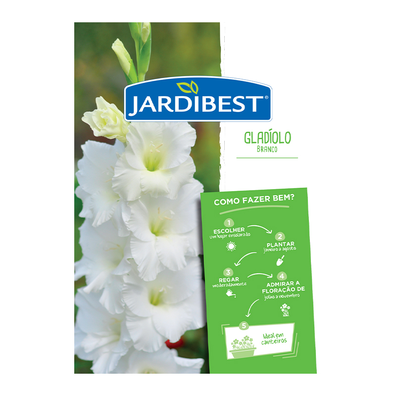 JARDIBEST - Bolbo Gladíolo Branco