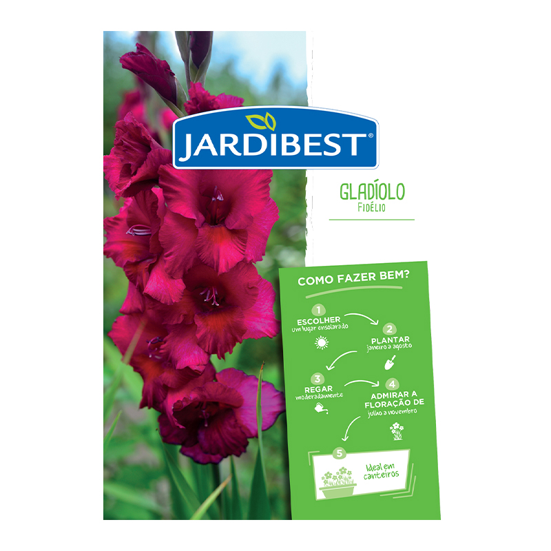 JARDIBEST - Bolbo Gladíolo Fidélio