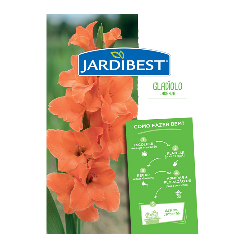 JARDIBEST - Bolbo Gladíolo Laranja