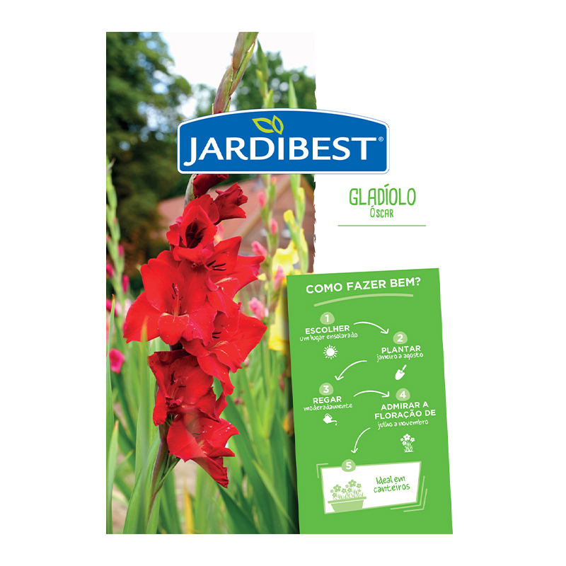 JARDIBEST - Bolbo Gladíolo Óscar