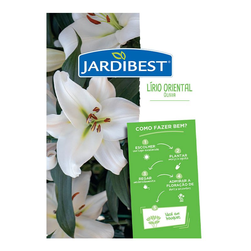 JARDIBEST - Bolbo Lírio Oriental Olivia
