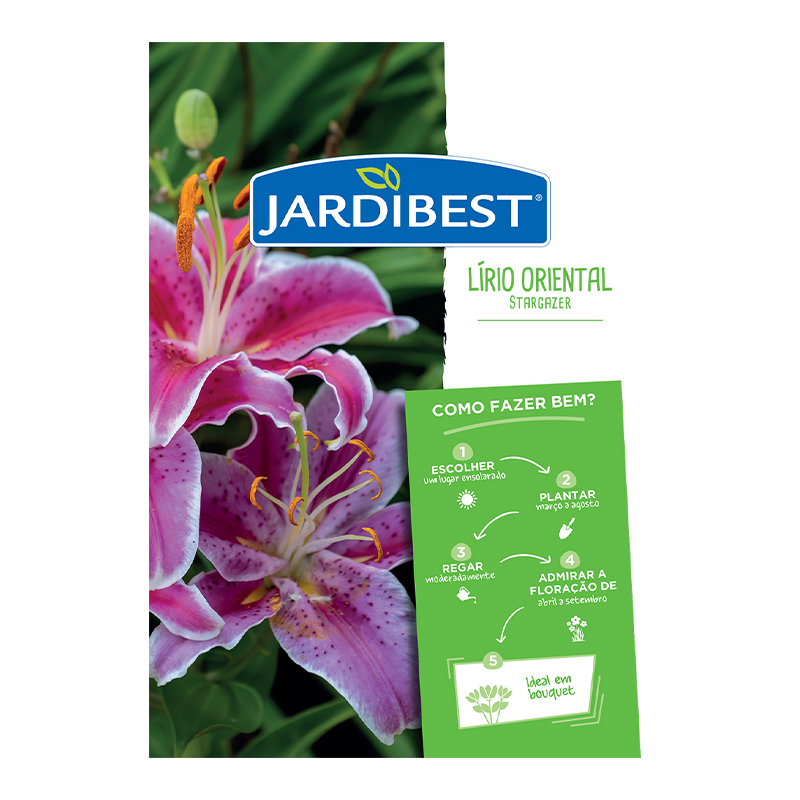 JARDIBEST - Bolbo Lírio Oriental Stargazer