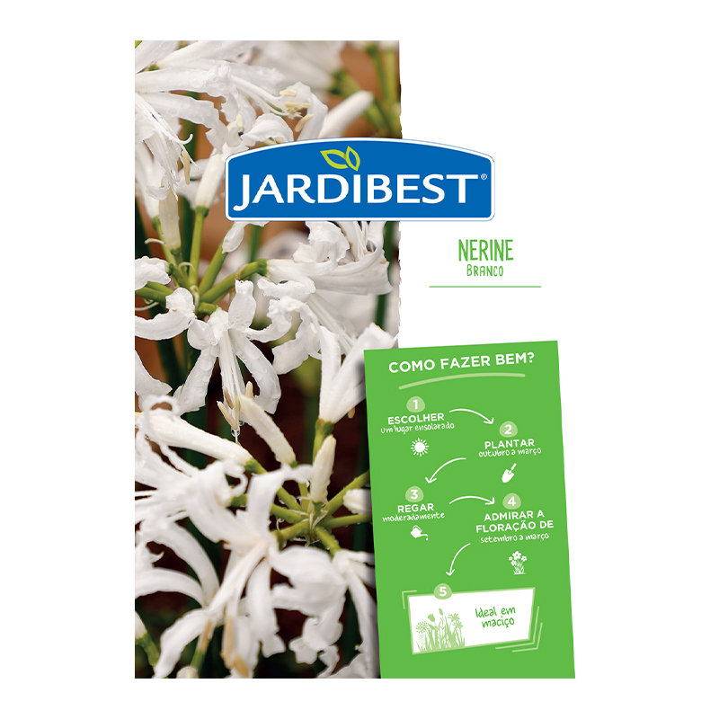 JARDIBEST - Bolbo Nerine Branco