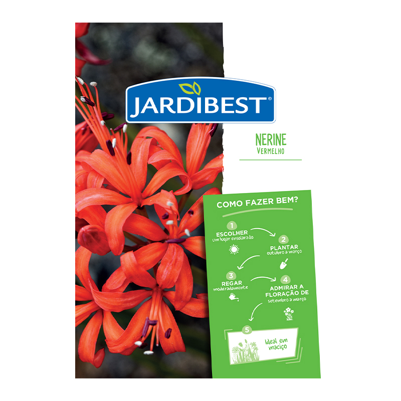JARDIBEST - Bolbo Nerine Vermelho