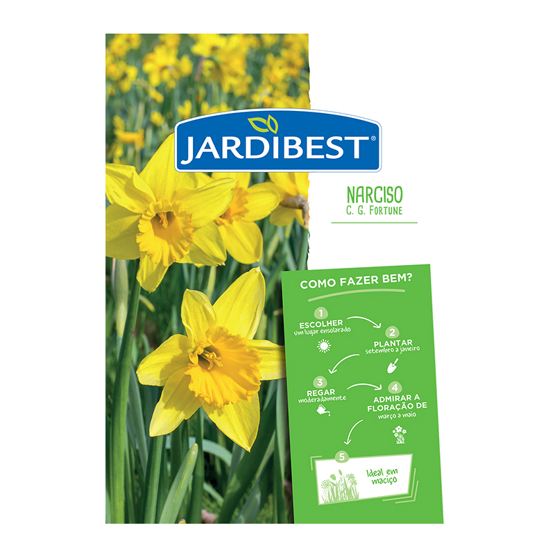 JARDIBEST - Bolbo Narciso C. G. Fortune