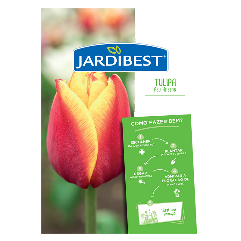 JARDIBEST - Bolbo Tulipa Abu Hassan