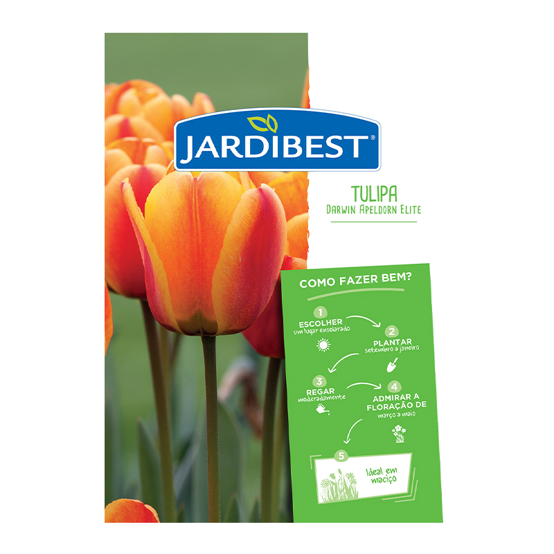 JARDIBEST - Bolbo Tulipa Darwin Apeldorn Elite
