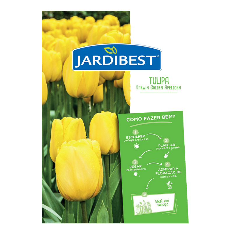 JARDIBEST - Bolbo Tulipa Darwin Golden Apeldorn