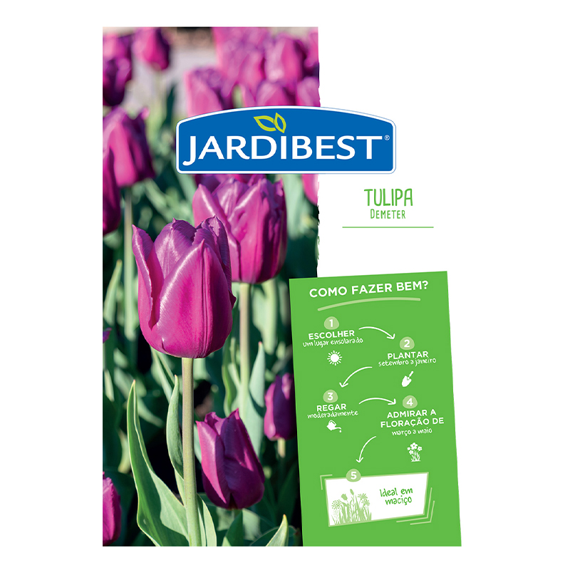 JARDIBEST - Bolbo Tulipa Demeter