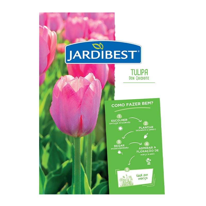 JARDIBEST - Bolbo Tulipa Don Quichote