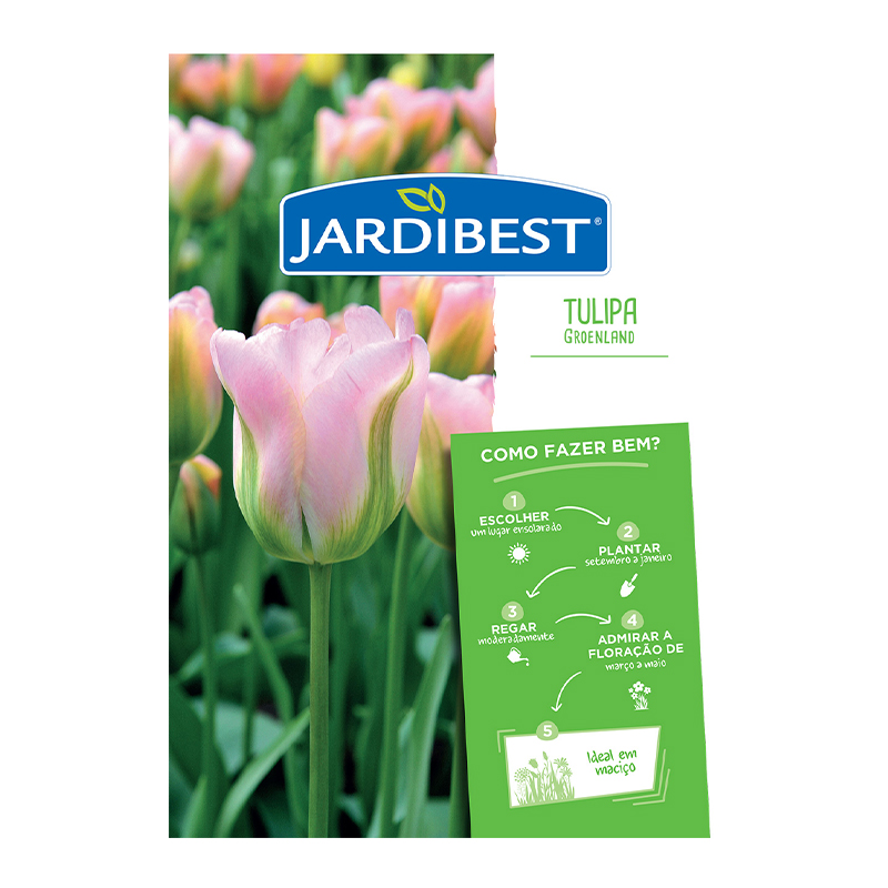 JARDIBEST - Bolbo Tulipa Groenland