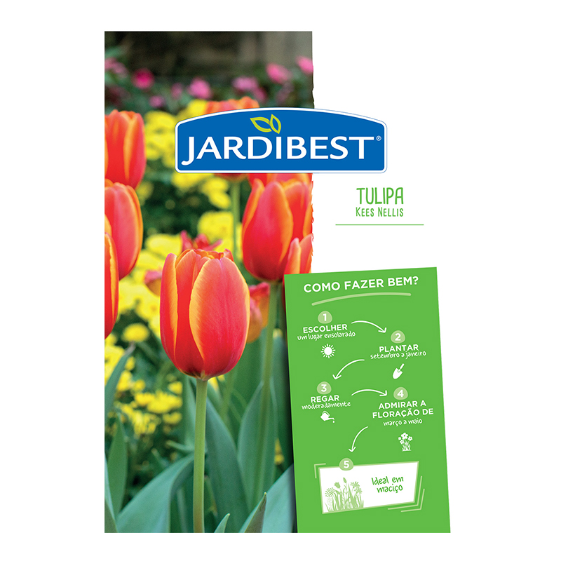 JARDIBEST - Bolbo Tulipa Kees Nellis