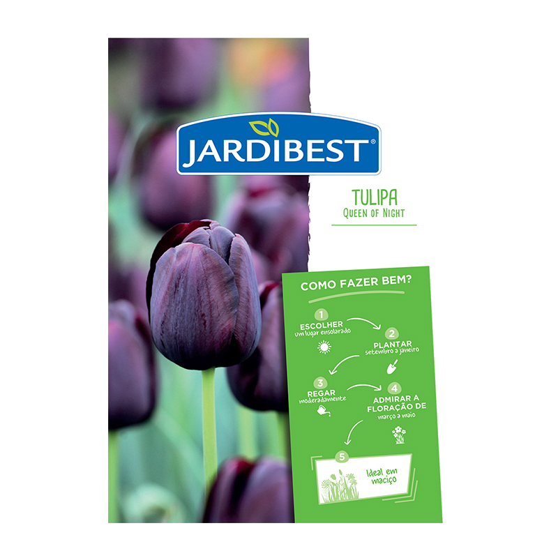 JARDIBEST - Bolbo Tulipa Queen of Night